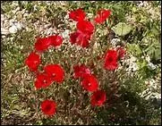 Cette fleur fragile, de la famille des papavéracées, frissonne dès le vent léger d'avril. Elle est éclatante. Quelle est sa couleur ?