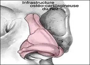 Comment appelle-t-on la structure qui soutient le nez au milieu du visage ?