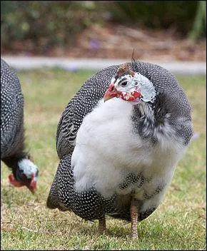 Quel est cet animal ?