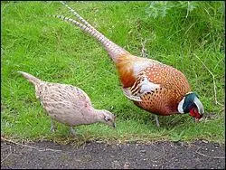 Quel est cet animal ?