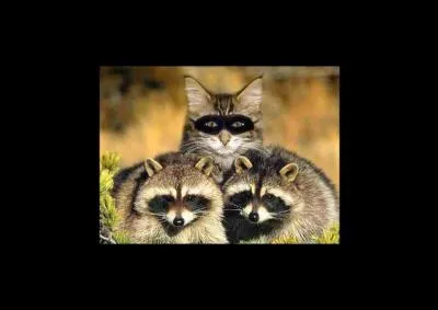 Y a-t-il une intrusion ?