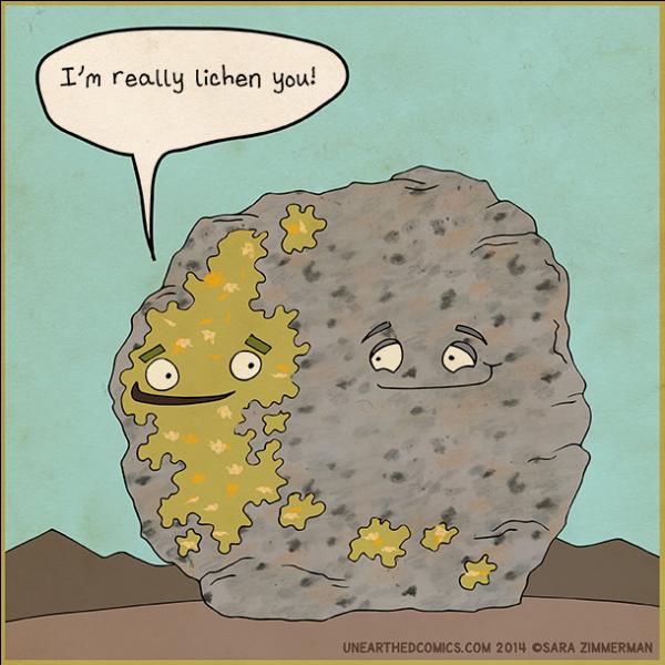 Qu'est-ce que le 'lichen plan' ?