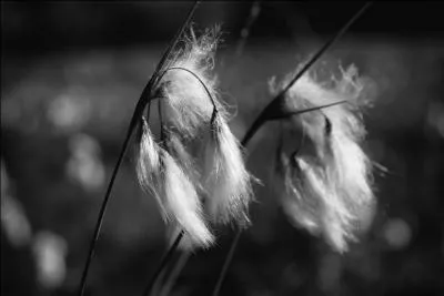 Qu'est-ce que 'l'hypertrichose' ?