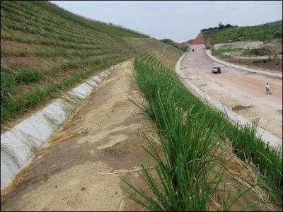 Qu'est-ce que le 'clitocybe' ?