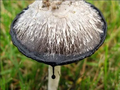 Qu'est-ce que 'l'alopécie' ?