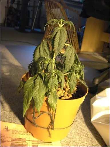 Qu'est-ce qu'un 'chancre mou' ?