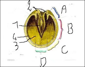 A quoi correspondent les lettres A, B, C et D ?