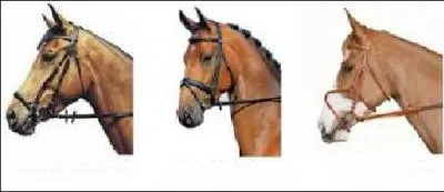 Parmi ces muserolles, une seule n'existe pas. Laquelle ?