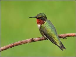 Le colibri fait partie d'une famille, laquelle ?