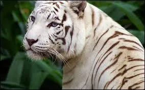 Comment s'appelle cette maladie qui rend les animaux blancs ?