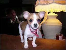 Quelle est cette race de chien ?