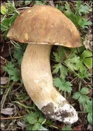 Les cèpes d'été sont :