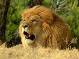 Quiz Animaux