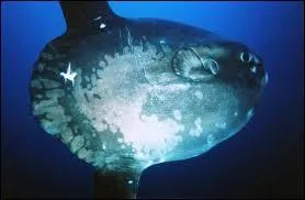 Quel autre nom donne-t-on au poisson lune ?