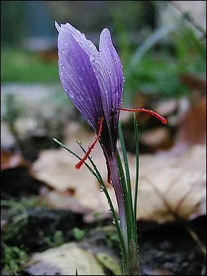 Quelle épice, appelée aussi "Or rouge", est extraite de la fleur d'une variété de crocus ?