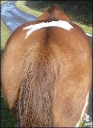 Que faire si le cheval me montre ses fesses au box ?