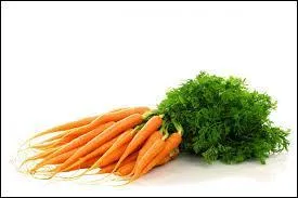 Autrefois, pour les chevaux, la carotte était considérée comme ...