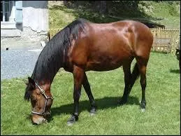 Que faire si le cheval tourne en rond au box ?