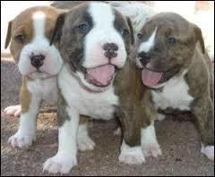 Quelle est cette race de chiots ?