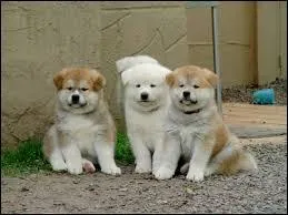 De quelle race de chiots s'agit-il ?