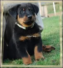 Quelle est cette race de chiots ?