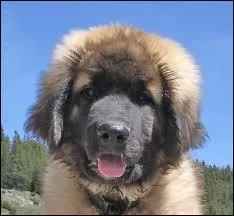 Quelle est cette race de chiots ?