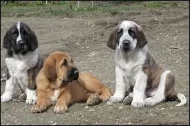 De quelle race de chiots s'agit-il ?