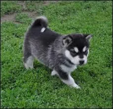 Quelle est cette race de chiots ?