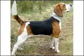 De quelle race de chiots s'agit-il ?