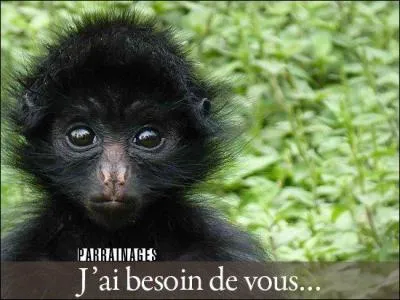 Singe d'Amérique, on lui donne le nom de singe-araignée !