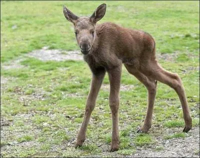 A l'âge adulte, il deviendra le plus gros cervidé du monde !