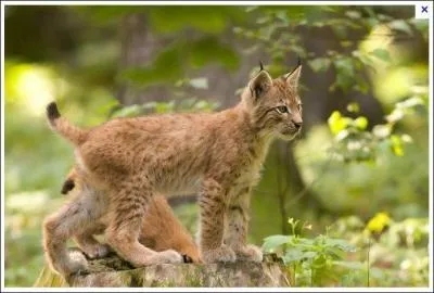Une queue très courte, une vue réputée perçante, vous-en faut-il plus pour identifier l'espèce ?