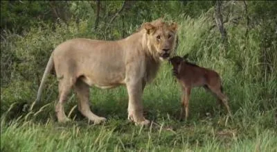 Ce petit animal est très souvent la proie du guépard ou du lion, mais sur cette photo le lion semble vouloir le protéger !
