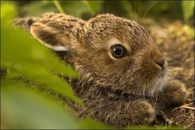 C'est dans un gîte qu'il voit le jour !