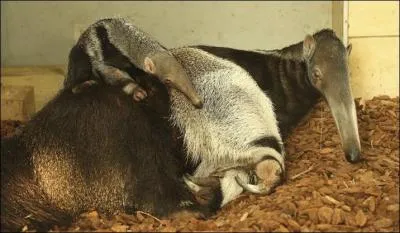 Pour l'instant le menu de ce petit animal se compose de lait, mais plus tard il se régalera de termites et fourmis !