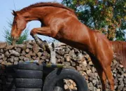 Quiz Galop 1 ; les brosses