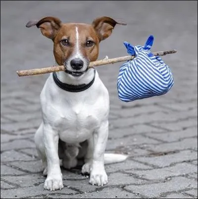 Où est donc passé ce chien ?