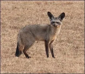 C'est un mammifère carnivore vivant sur le continent africain, il possède des oreilles de chauve-souris. Mais, de quel animal s'agit-il ?