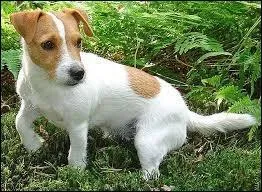 Quelle est la race de ce chien ?