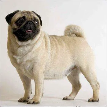 Quelle est la race de ce chien ?