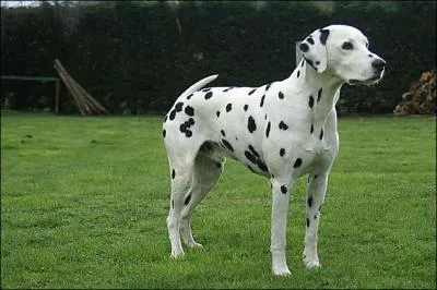 Quelle est la race de ce chien ?