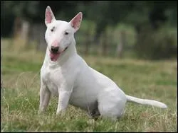 Quelle est la race de ce chien ?