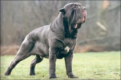 Quelle est la race de ce chien ?