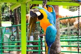 Quiz Oiseaux
