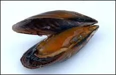 1) Moule : mollusque comestible.
2) Moule : corps creux dans lequel on verse une substance qui se solidifie et conserve la forme.