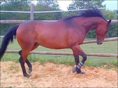 Il existe trois catégories de muscles, lesquelles ?