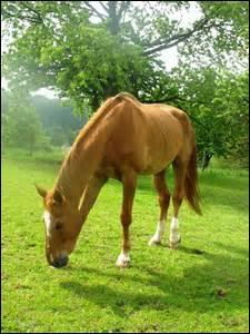Combien le cheval possède-t-il de vértèbres lombaires ?