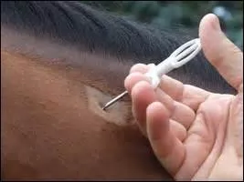 La puce est aussi appelée :