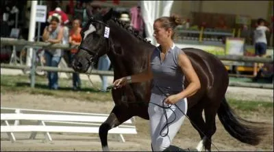 Pour présenter un cheval devant un jury, il faut que le cheval soit placé :