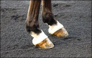 Les tendons et les ligaments sont :